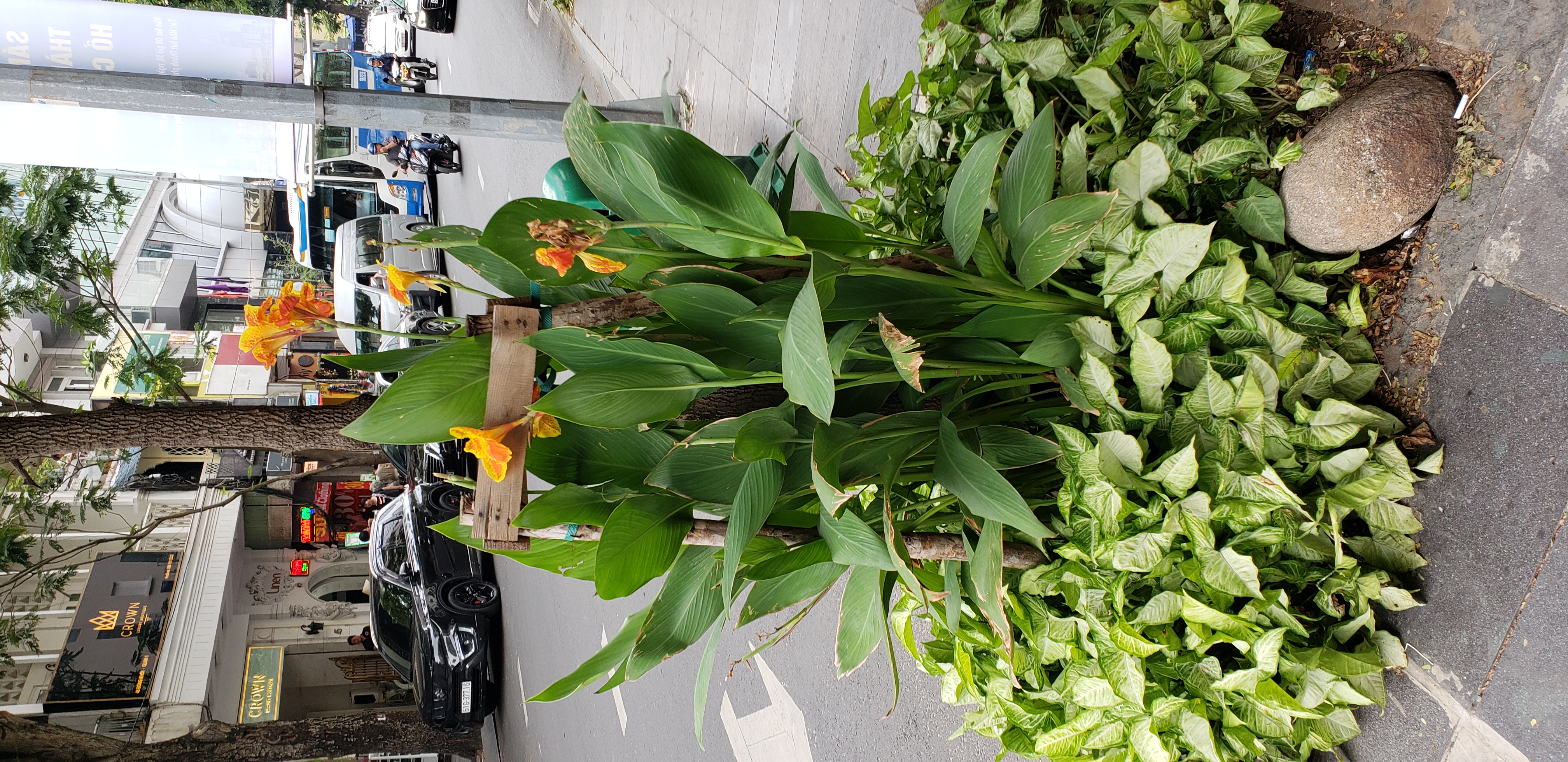 Canna x generalis plantplacesimage20181217_132254.jpg