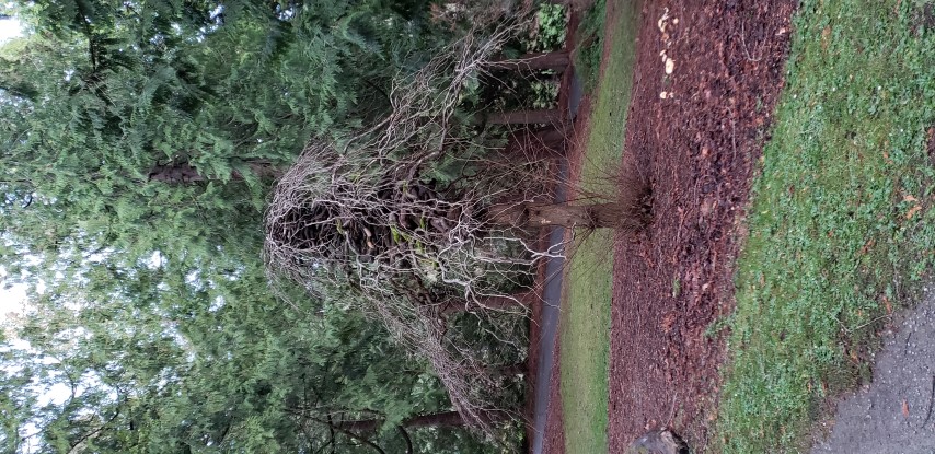 Ulmus glabra plantplacesimage20181220_161326.jpg