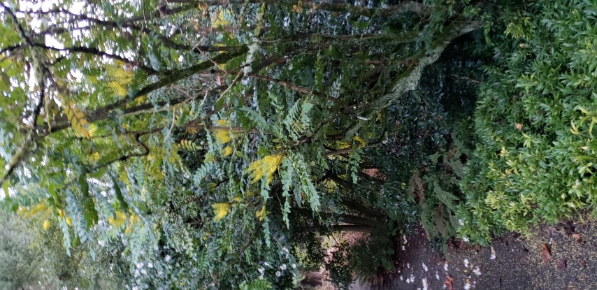 Mahonia  plantplacesimage20181220_162755.jpg