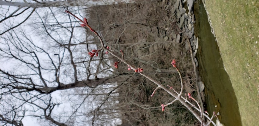 Acer rubrum plantplacesimage20190324_155116.jpg