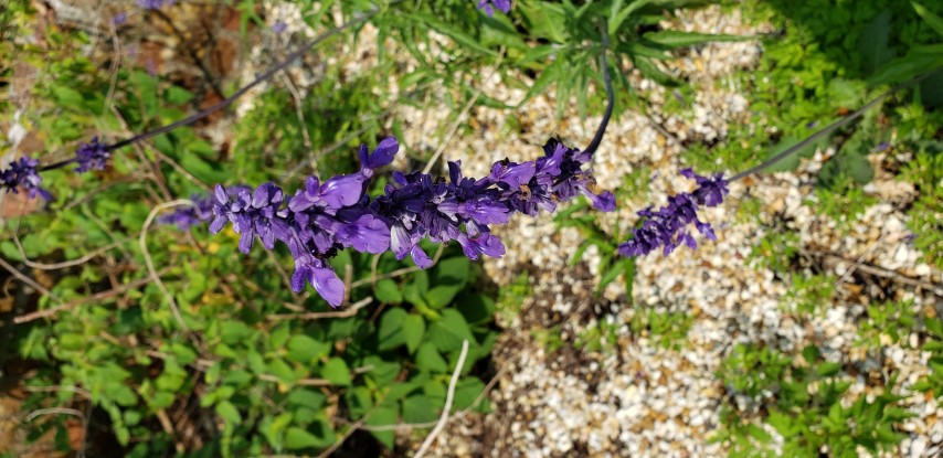 Salvia plantplacesimage20190413_102911.jpg