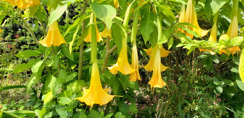 Brugmansia plantplacesimage20190413_120147.jpg