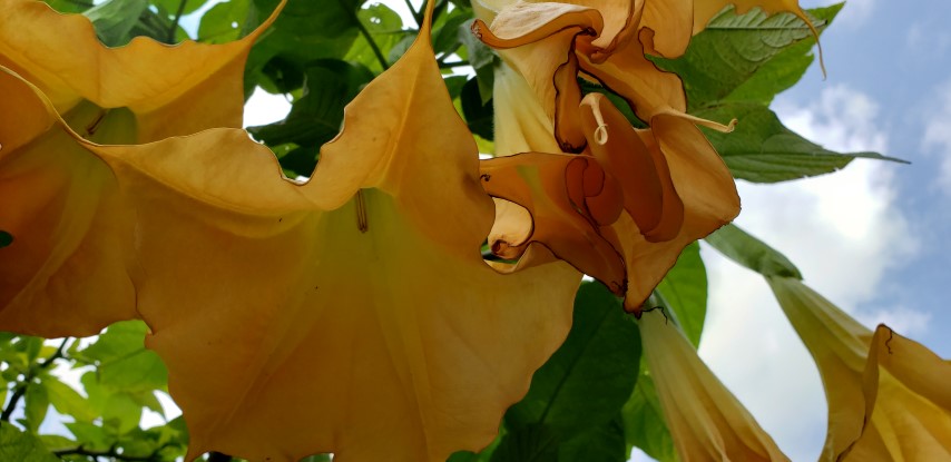 Brugmansia plantplacesimage20190413_120203.jpg