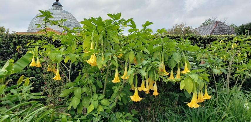 Brugmansia plantplacesimage20190413_120229.jpg