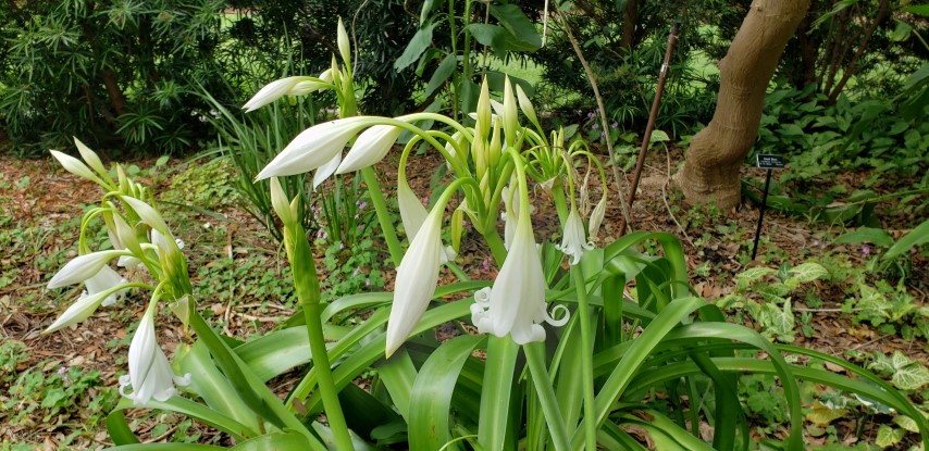 Crinum plantplacesimage20190413_121321.jpg