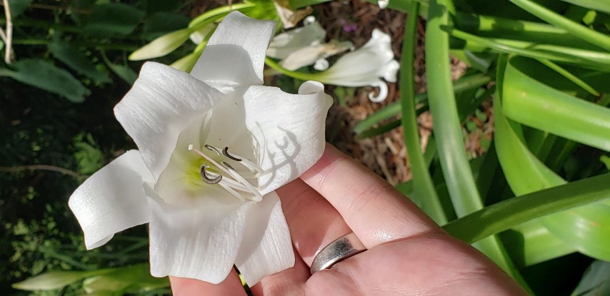 Crinum plantplacesimage20190413_121333.jpg