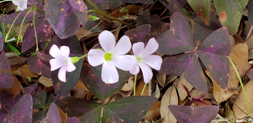 Oxalis triangularis plantplacesimage20190413_123134.jpg