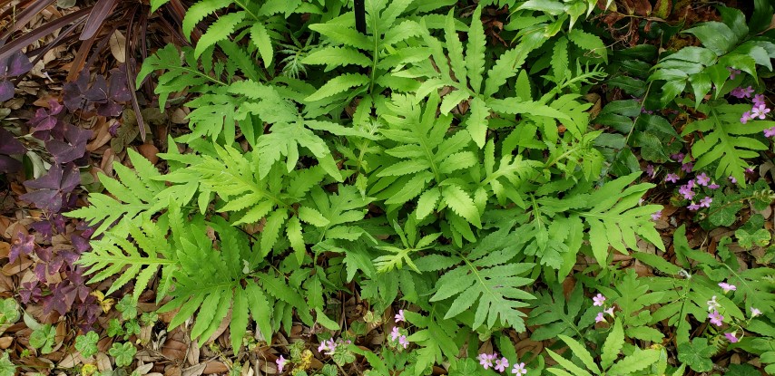 Onoclea sensibilis plantplacesimage20190413_123323.jpg