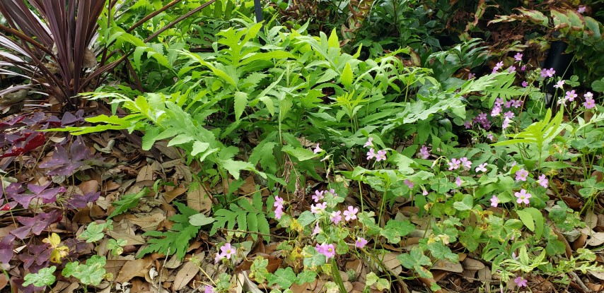 Onoclea sensibilis plantplacesimage20190413_123331.jpg