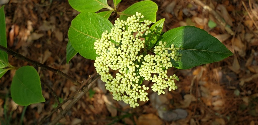 Viburnum nudum plantplacesimage20190413_125907.jpg