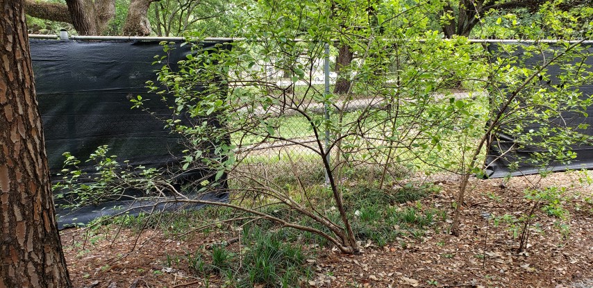 Viburnum nudum plantplacesimage20190413_125923.jpg