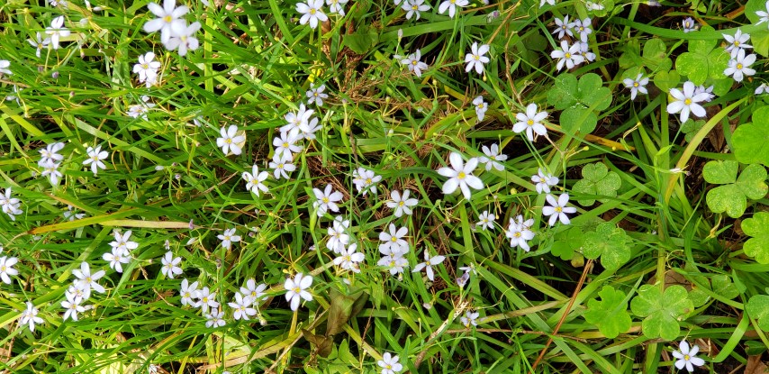 Sysirinchium angustifolium plantplacesimage20190413_130341.jpg