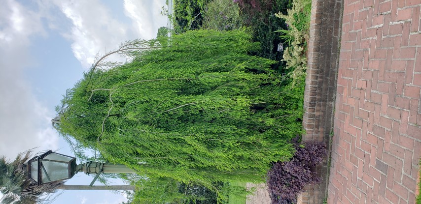 Taxodium distichum plantplacesimage20190413_134146.jpg