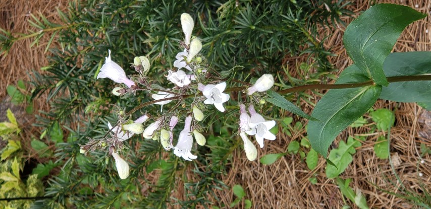 Penstemon cobaea plantplacesimage20190413_134945.jpg
