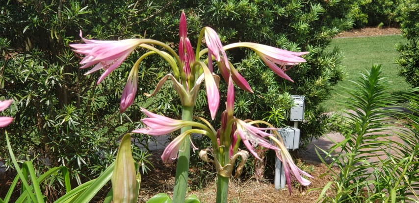 Crinum  plantplacesimage20190413_140550.jpg