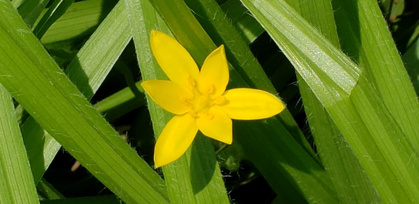 Hypoxis hirsuta plantplacesimage20190413_140831.jpg