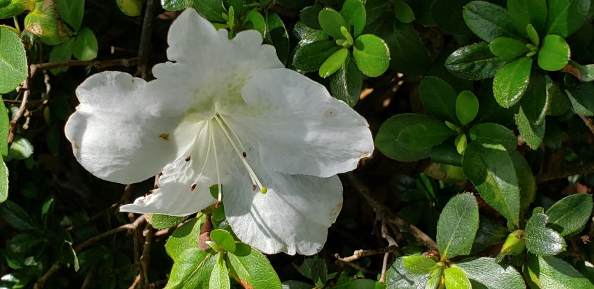 Rhododendron plantplacesimage20190413_142826.jpg