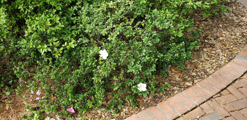 Rhododendron plantplacesimage20190413_142849.jpg