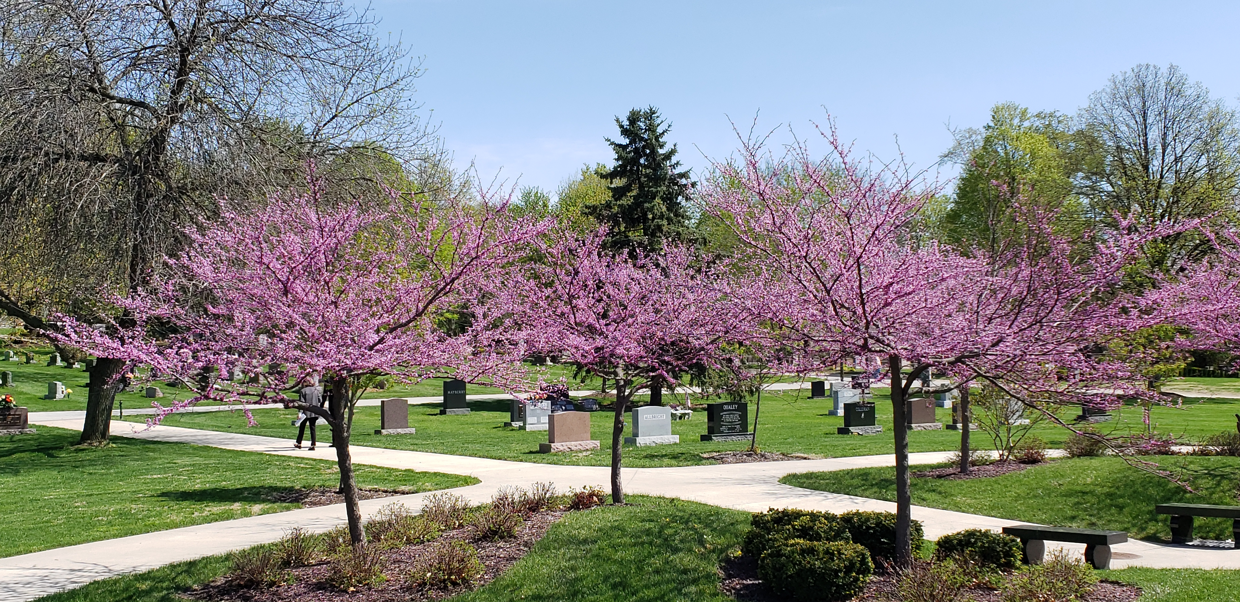 Cercis canadensis plantplacesimage20190427_113004.jpg