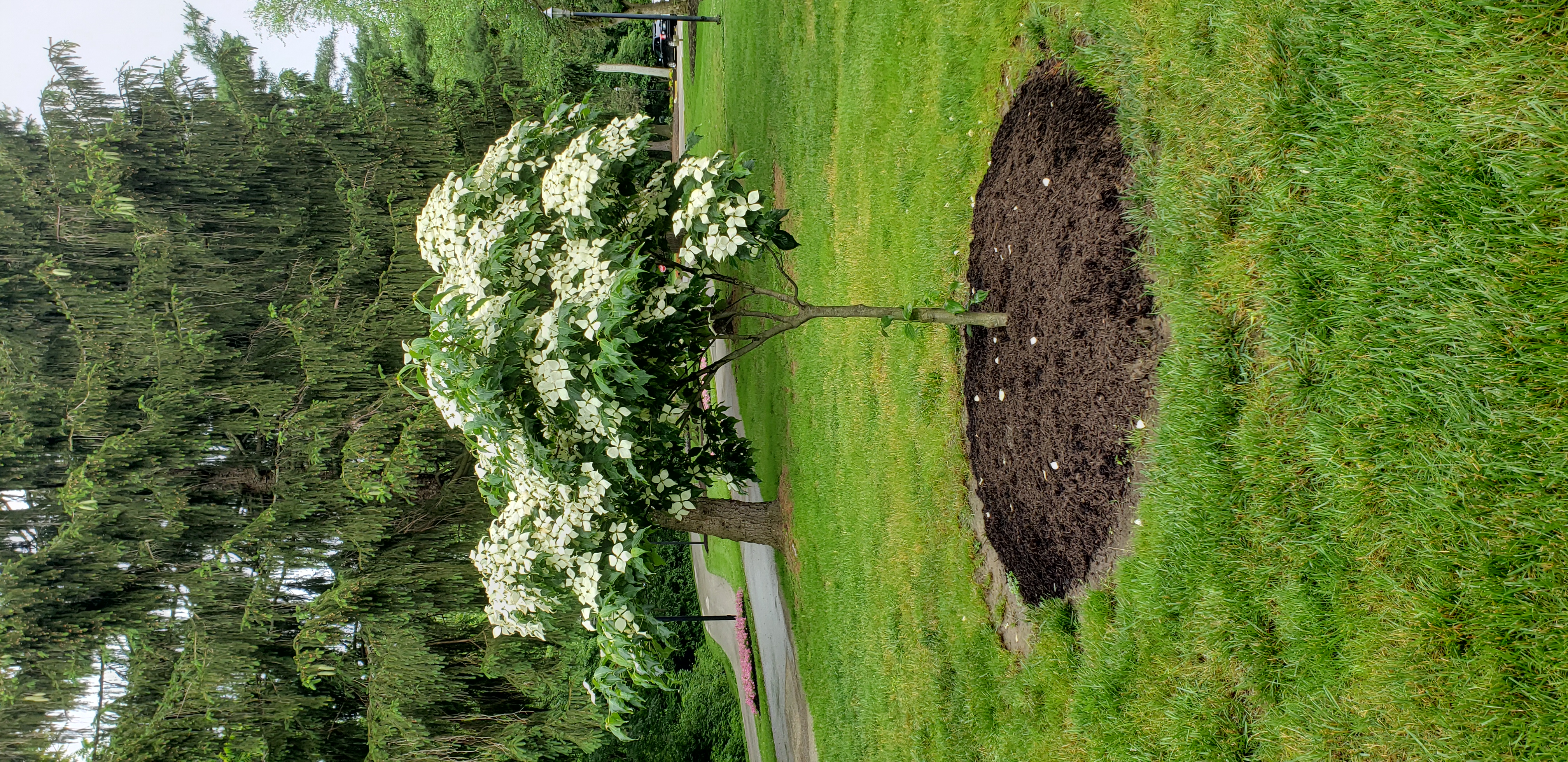 Cornus kousa plantplacesimage20190531_172921.jpg