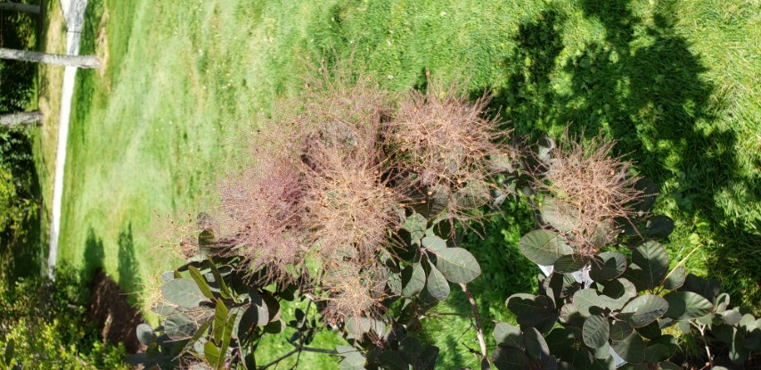 Cotinus coggygria plantplacesimage20190821_132118.jpg