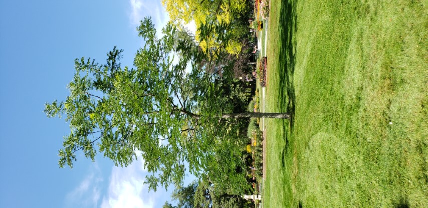 Gymnocladus dioicus plantplacesimage20190821_134131.jpg