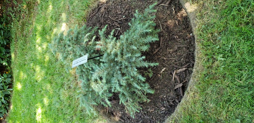 Cedrus atlantica plantplacesimage20190821_135649.jpg