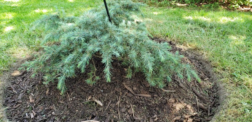 Cedrus atlantica plantplacesimage20190821_135658.jpg