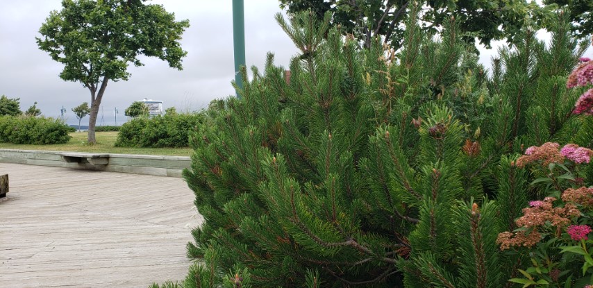 Pinus mugo plantplacesimage20190822_101150.jpg