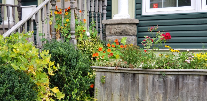 Tropaeolum spp plantplacesimage20190822_103152.jpg