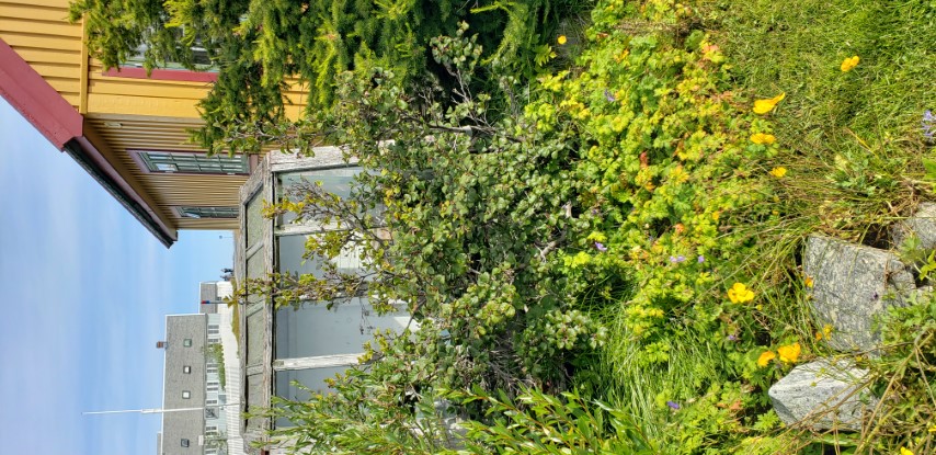 Betula glandulosa plantplacesimage20190826_114645.jpg