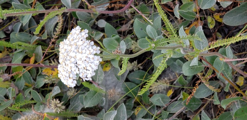 Achillea millefolium plantplacesimage20190826_135829.jpg