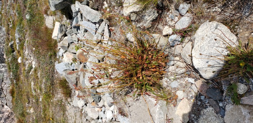Rumex arcticus plantplacesimage20190828_131805.jpg
