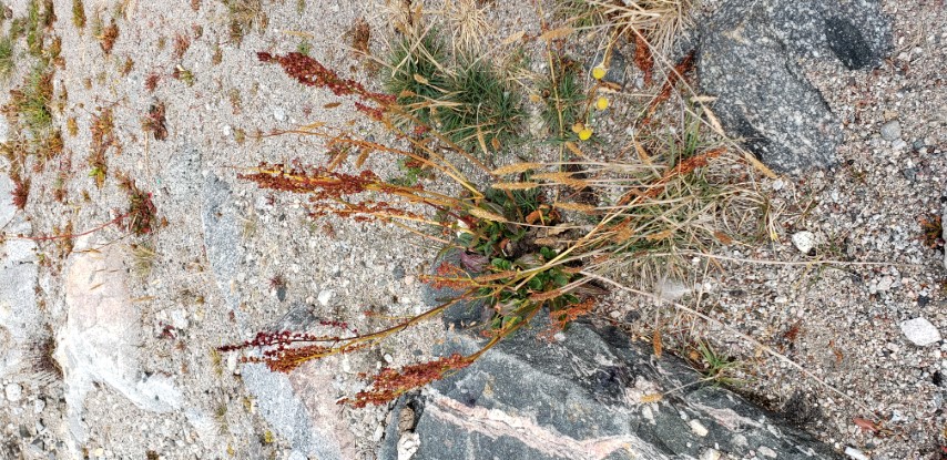 Rumex arcticus plantplacesimage20190828_134851.jpg