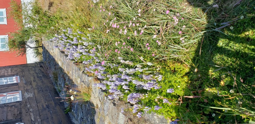 Lupinus nootkatensis plantplacesimage20190829_142109.jpg