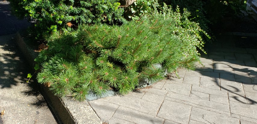 Pinus mugo plantplacesimage20190901_105944.jpg