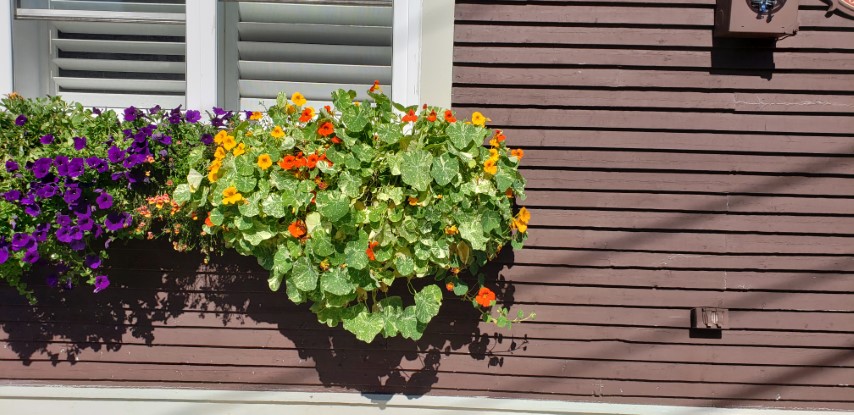 Tropaeolum spp plantplacesimage20190901_110502.jpg