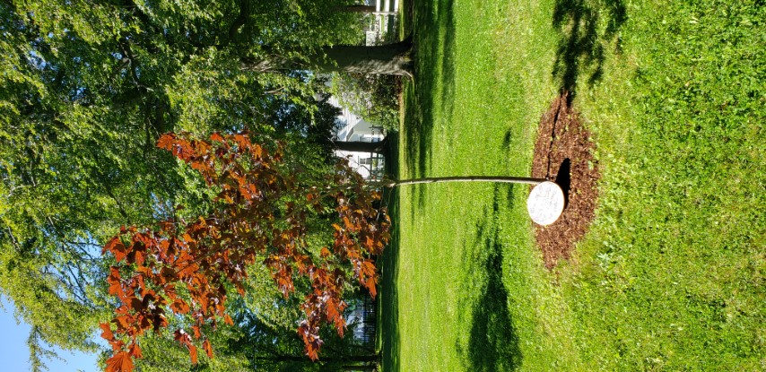 Acer platanoides plantplacesimage20190901_113003.jpg