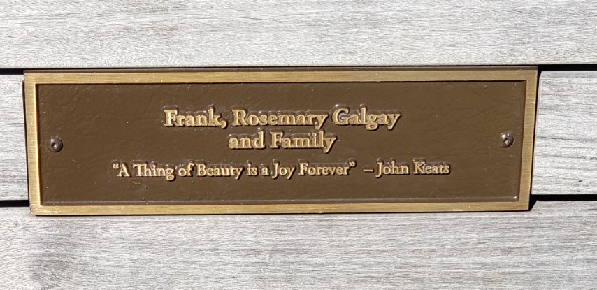 Acer platanoides plantplacesimage20190901_115702.jpg