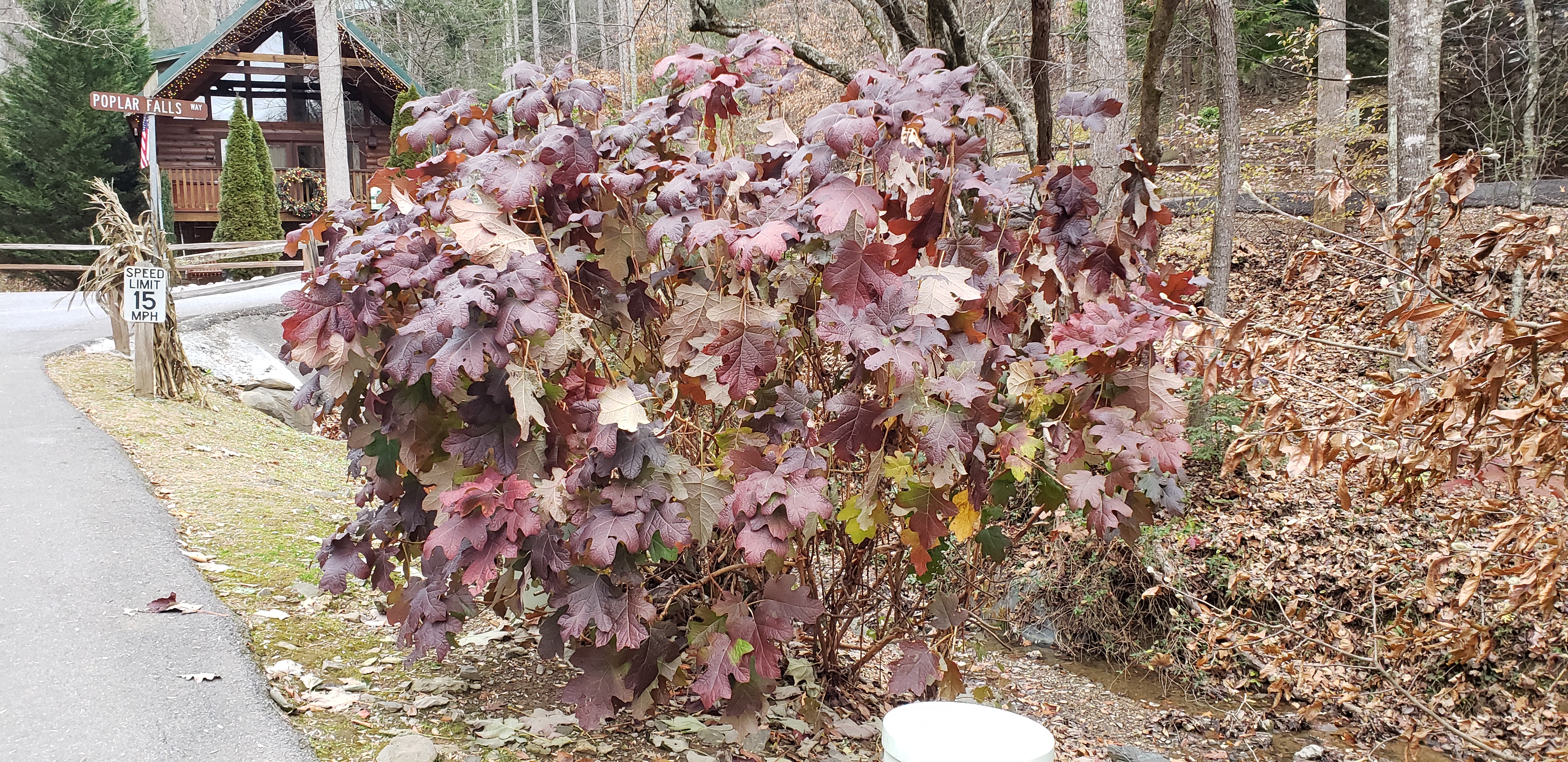 Hydrangea quercifolia plantplacesimage20191129_161729.jpg
