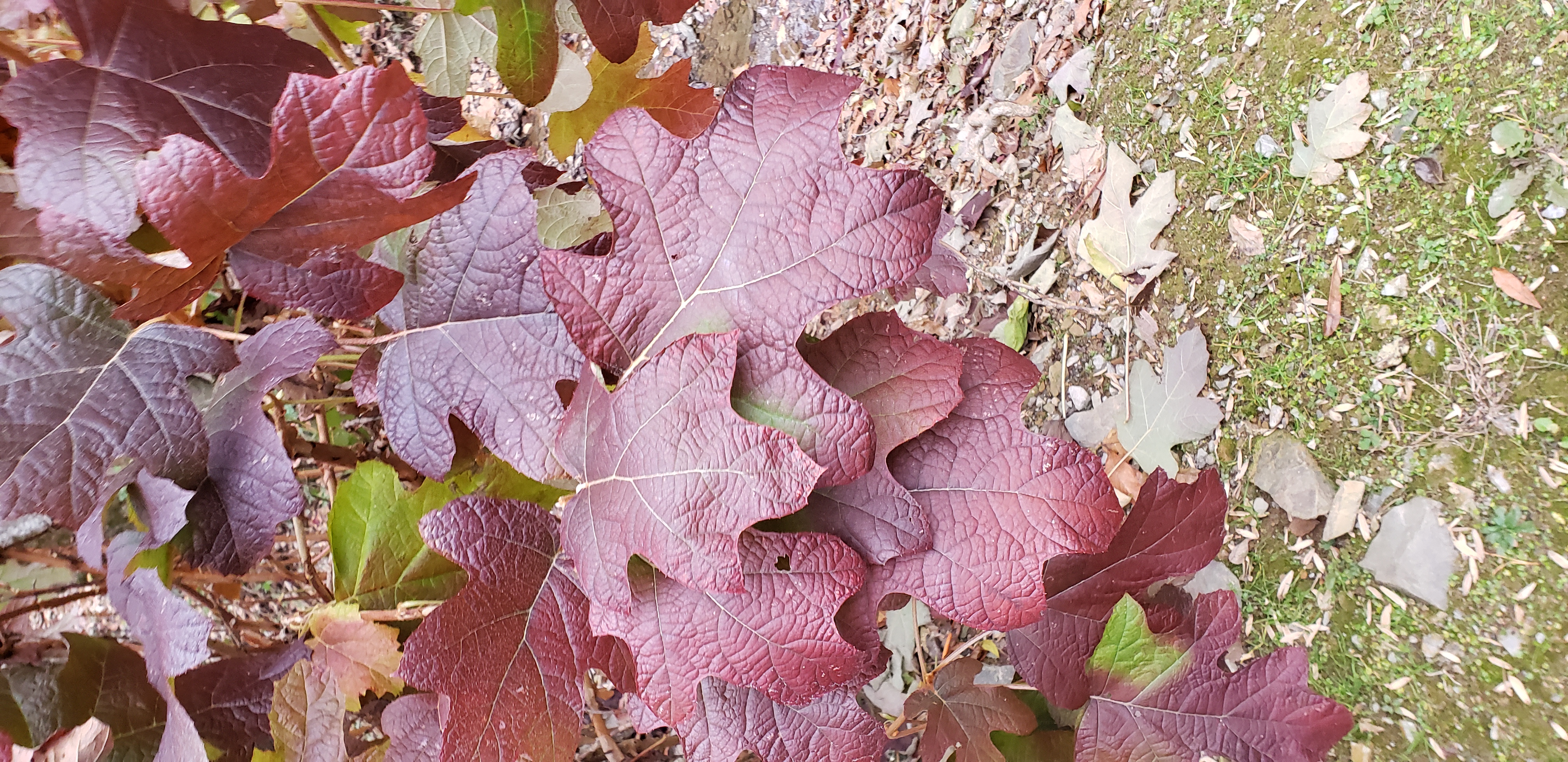 Hydrangea quercifolia plantplacesimage20191129_161801.jpg
