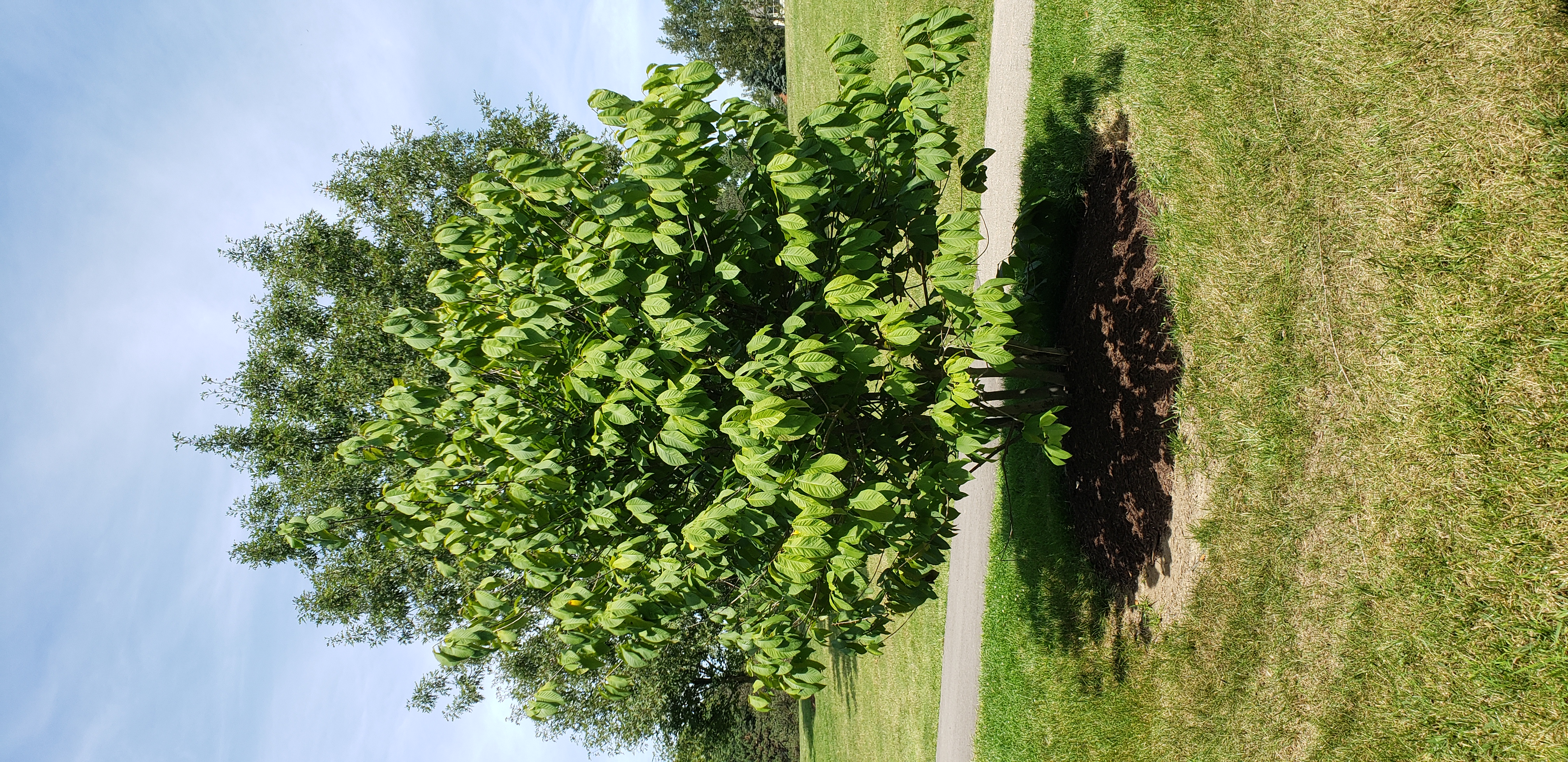 Asimina triloba plantplacesimage20200809_124146.jpg
