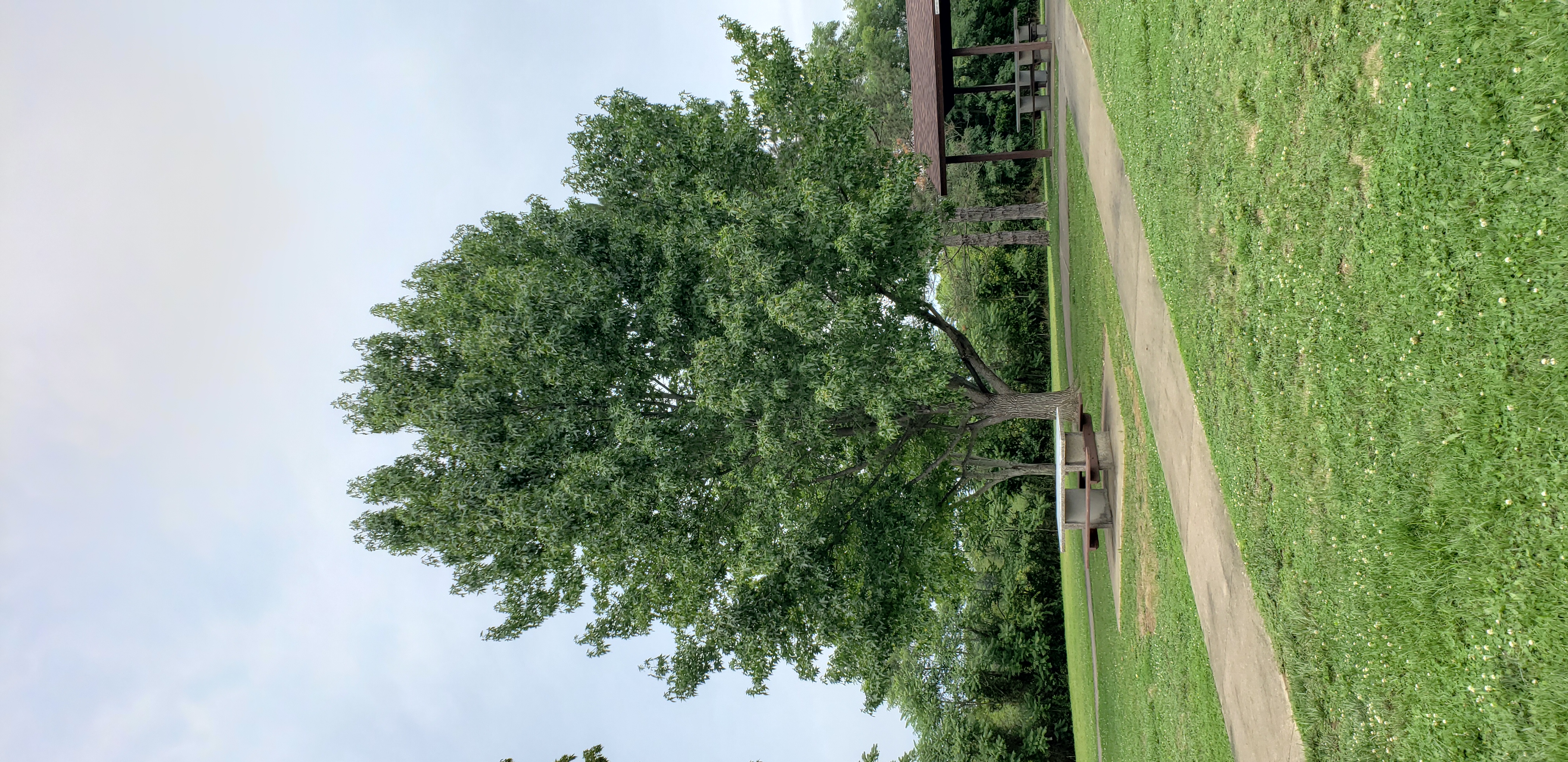 Liquidambar styraciflua plantplacesimage20200816_161152.jpg