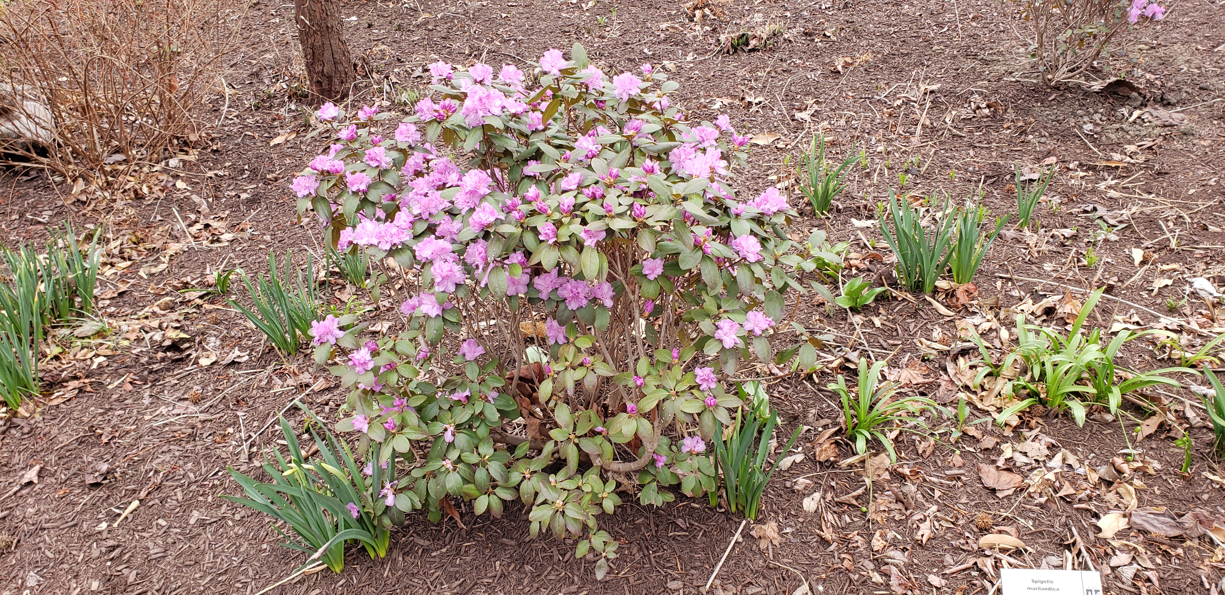 Spigelia marilandica plantplacesimage20220325_135851.jpg
