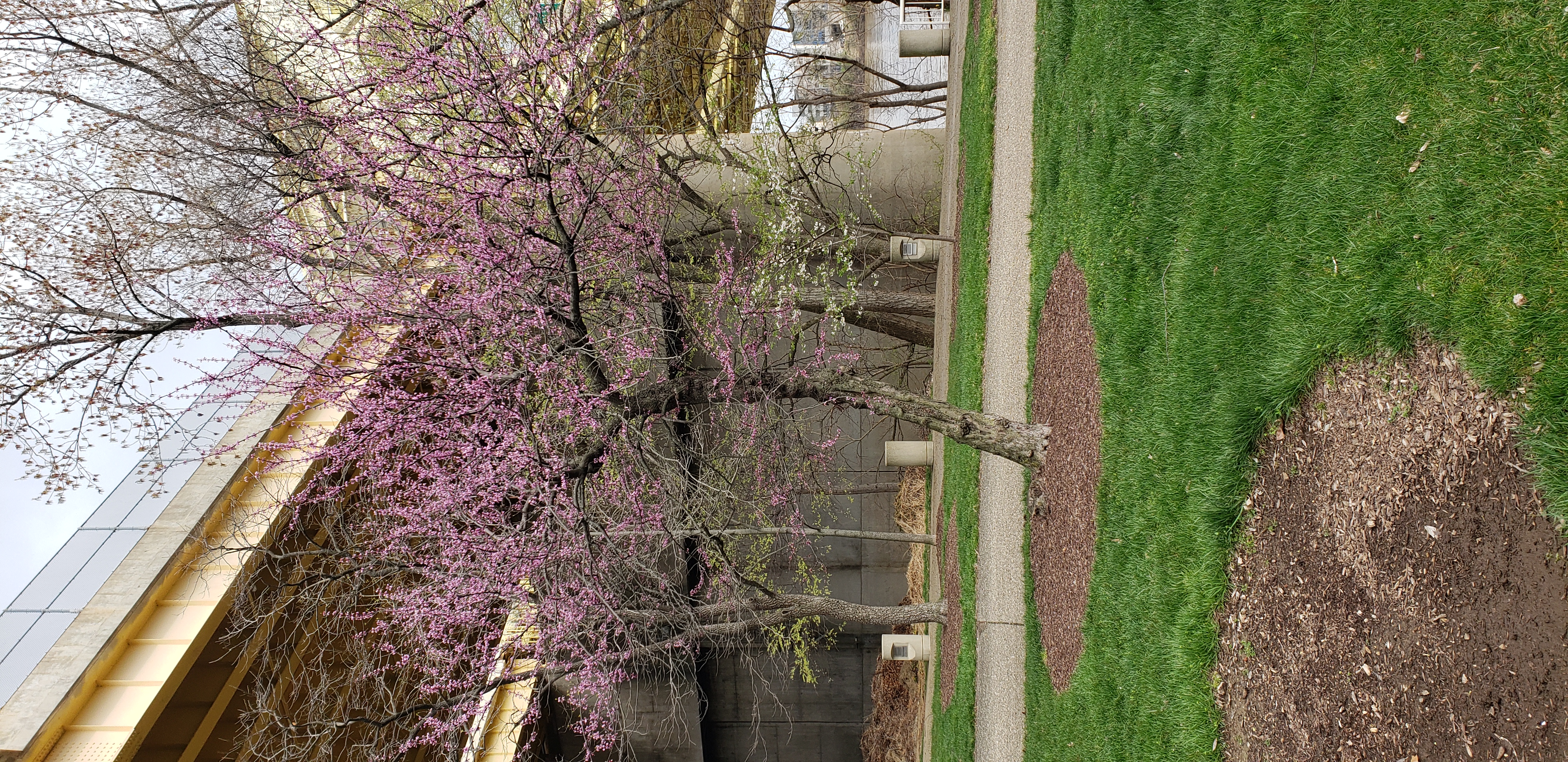 Cercis canadensis plantplacesimage20230404_155542.jpg