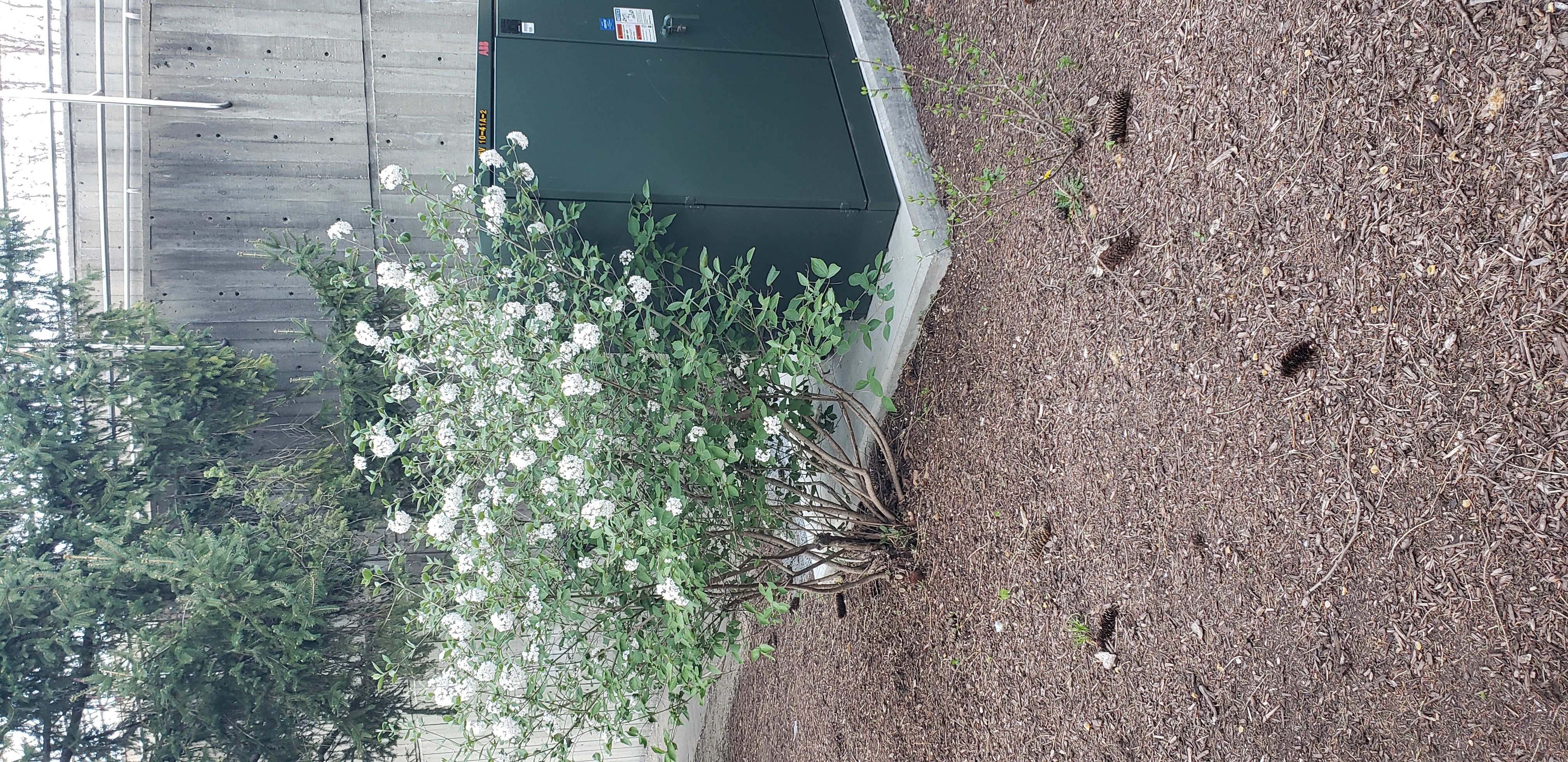Viburnum x burkwoodii plantplacesimage20230411_191936.jpg