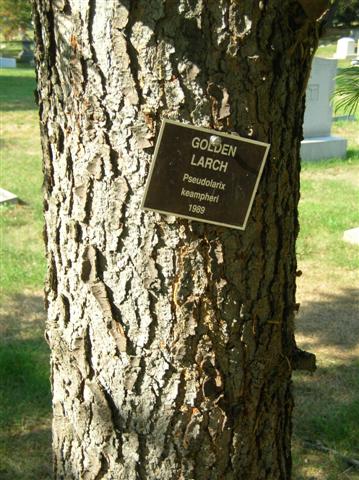 Picture of Pseudolarix kaempferi  Golden Larch