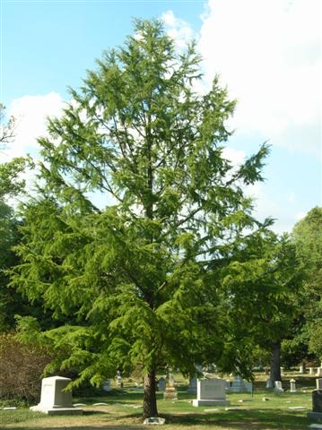 Pseudolarix kaempferi pseudolarixkaempferisg100707.jpg