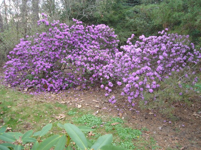 Picture of Rhododendron 'PJM'  PJM Hybrid Rhododendron