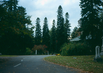 Abies cilicica scan0026.jpg